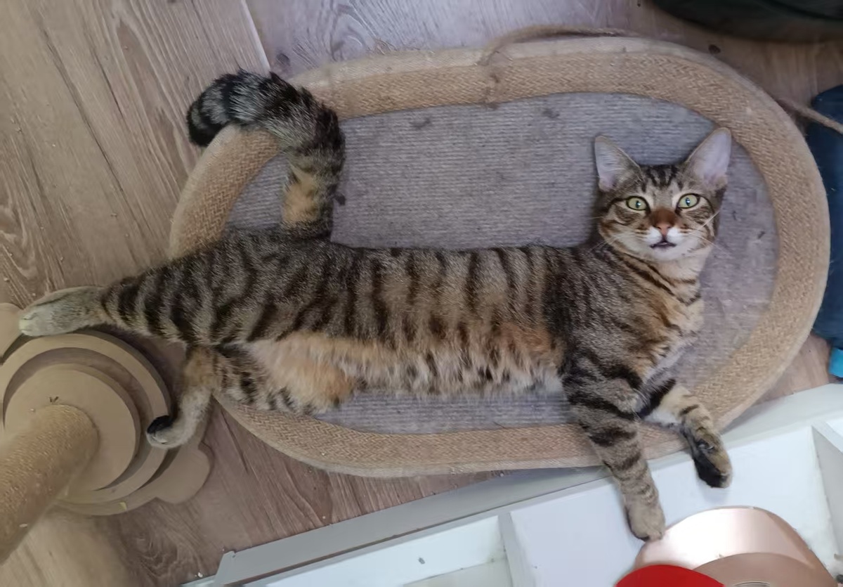 Кот Тьен тьен