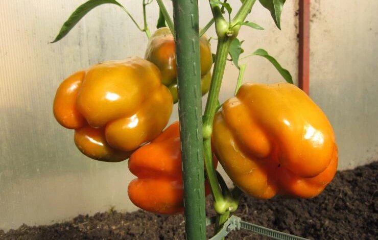 оранжевое чудо