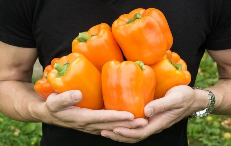 8 сладких сортов оранжевого перца: выбираем солнечные овощи для открытого грунта и теплиц