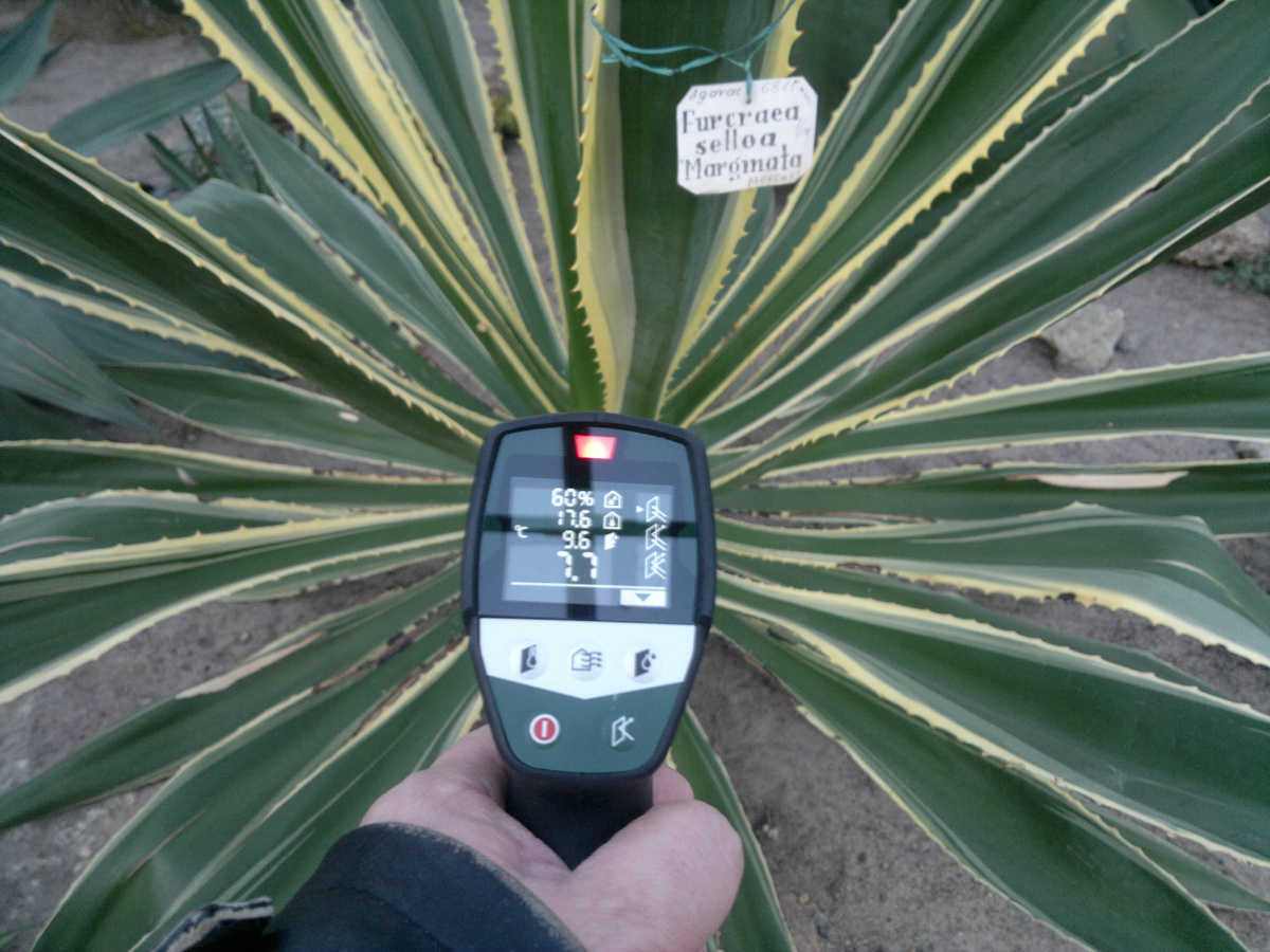 Даже если ты Фуркрея селлоа и живешь в оранжерее БИН РАН в Санкт-Петербурге.

На приборе сверху вниз:
влажность воздуха,
температура воздуха,
точка росы (температура),
температура поверхности растения.

Вроде все уже понятно.
Растение призывает воду из воздуха к себе.
(Продолжение вероятно)