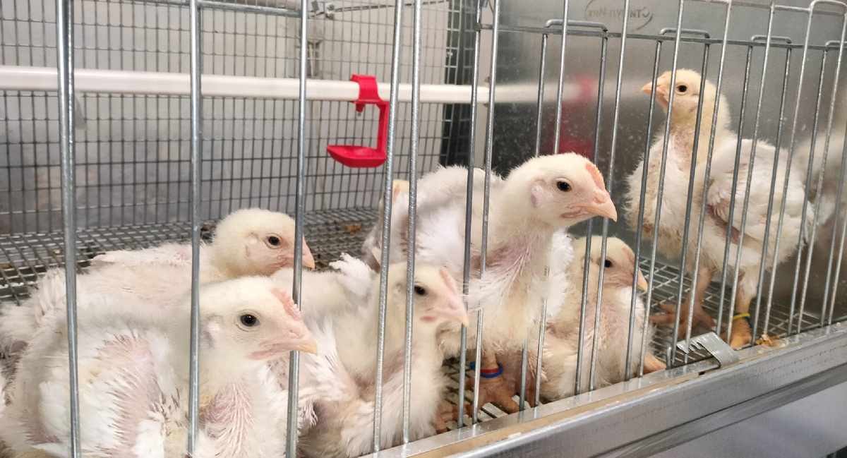 Цыплята-бройлеры. Источник: Галимжан Дускаев