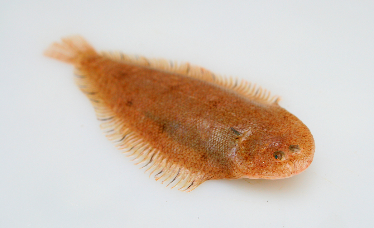 Малый морской язык (Buglossidium luteum Risso, 1810).