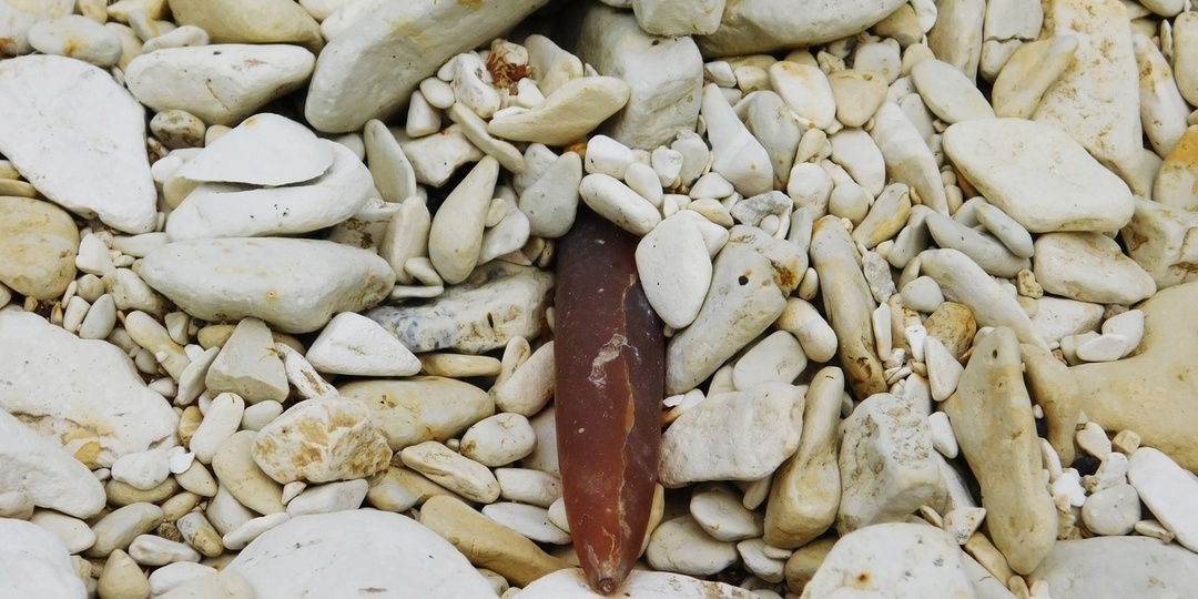 Сегодня поговорим о белемнитах...