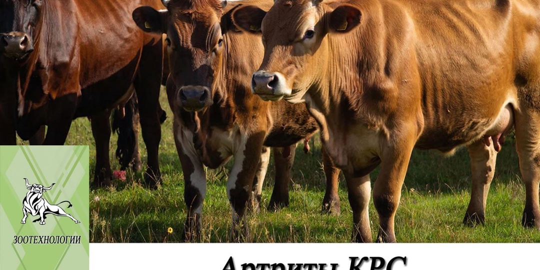 Артриты КРС