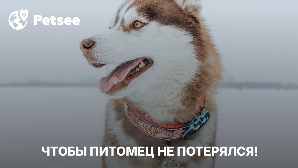 GPS-трекеры Petsee для собак, кошек и КРС — российское решение по отслеживанию местоположения питомцев