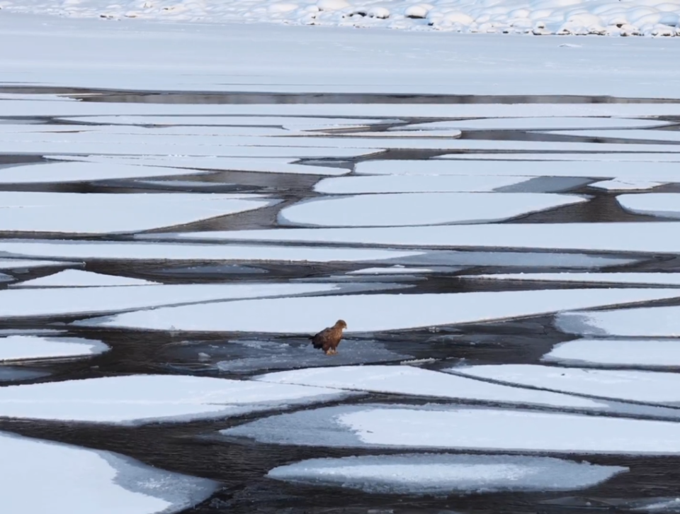    Орлан-белохвост на льдине на Телецком озере. Источник: Роман и Татьяна Воробьевы / Алтайский заповедник
