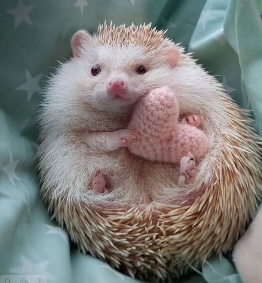 Розовое пузико ежика очень миленькое