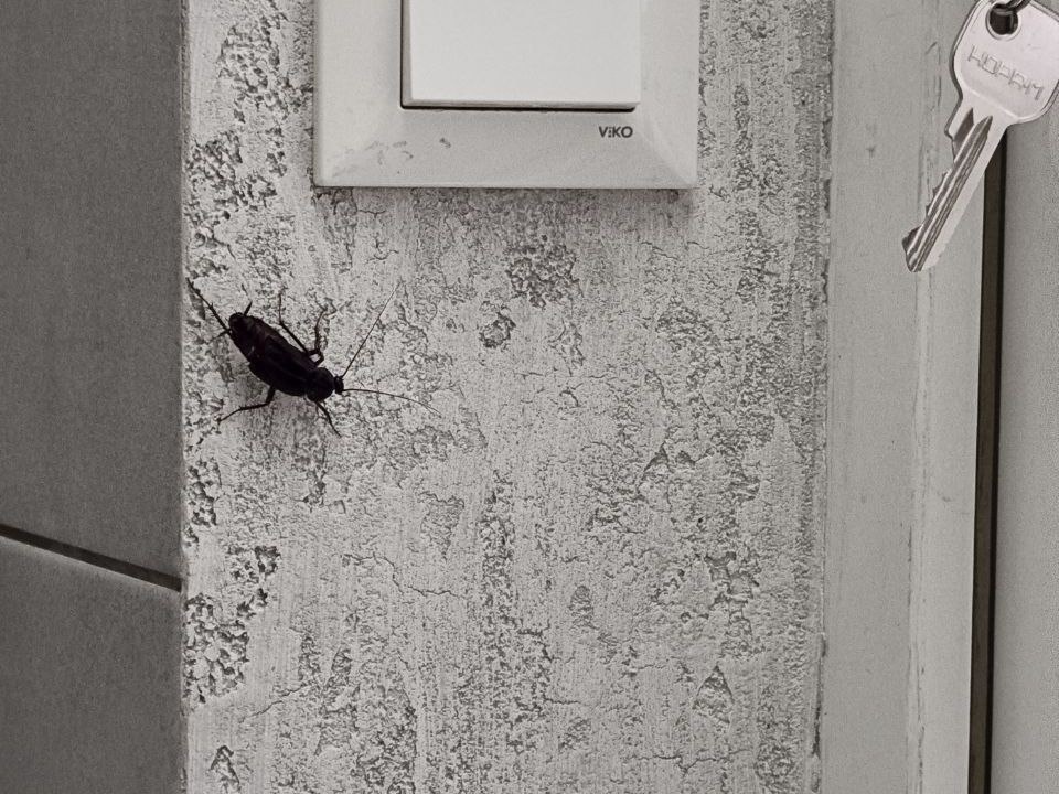 На этой фотографии тараканище очень даже бодр!