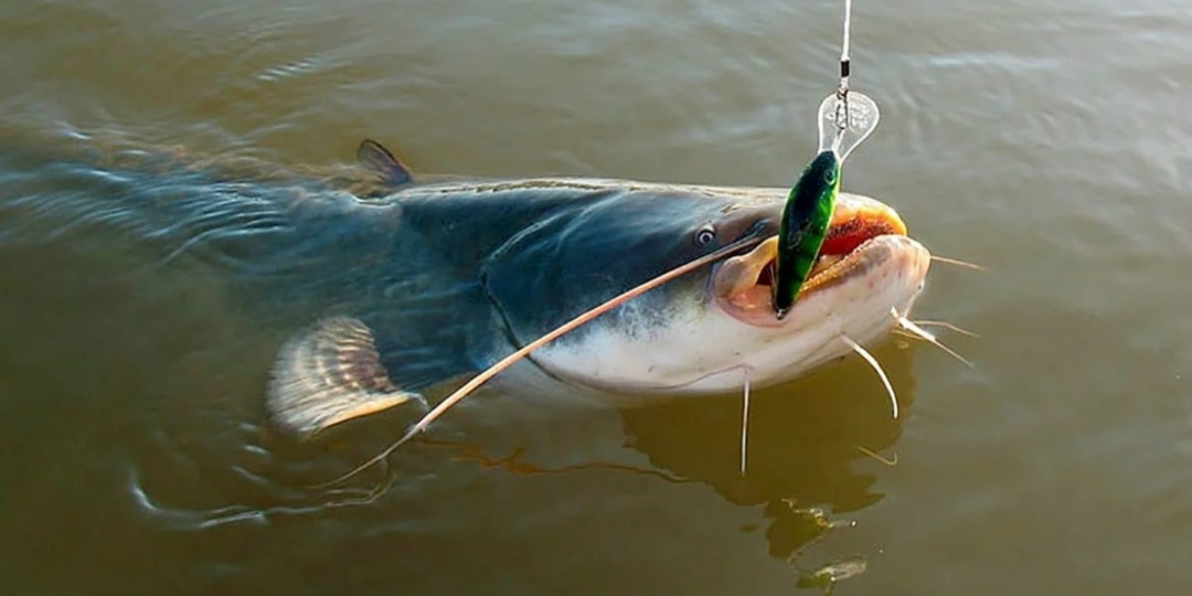 Ловим хозяина крупных рек