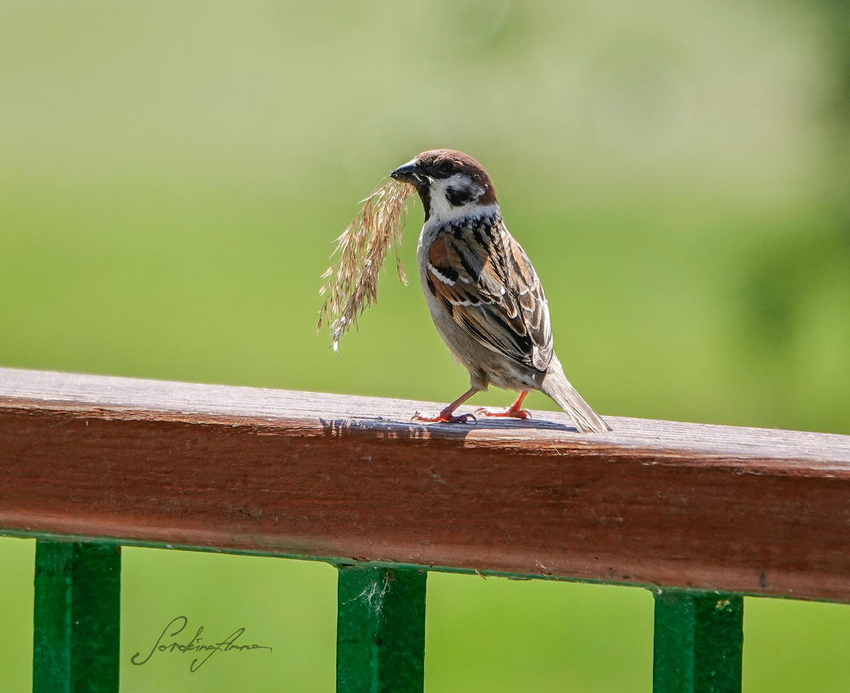 Полевой воробей