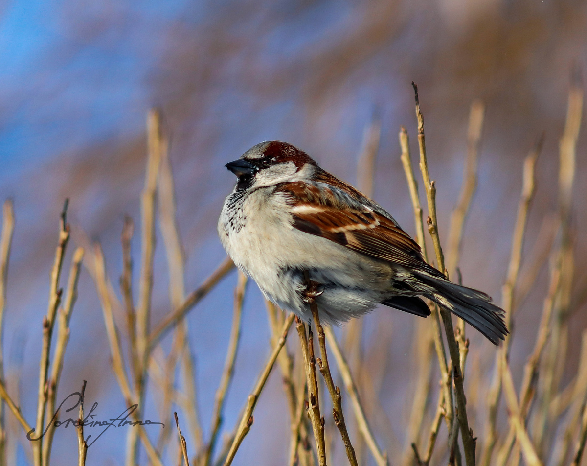 Домовый воробей, самец