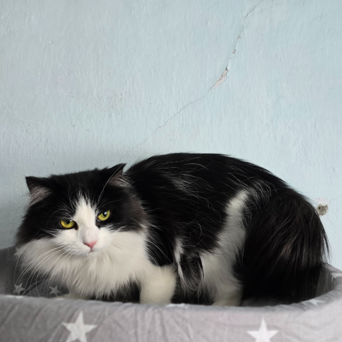 черно-белая дрожь в углу вольера