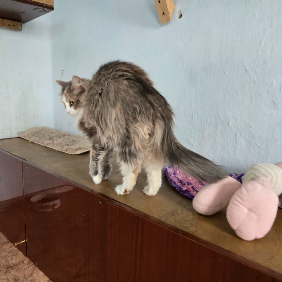 пушистый комок недоверия и боли