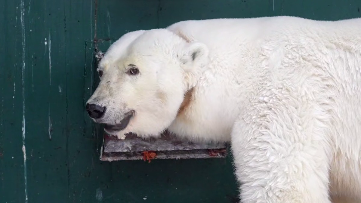    Фото: Центр Воспроизводства редких видов животных / Telegram