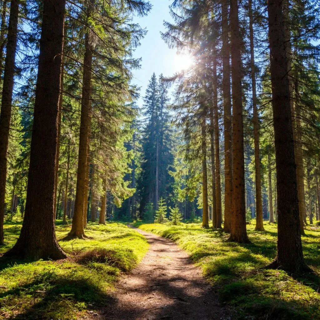 Сгенерироано Алисой