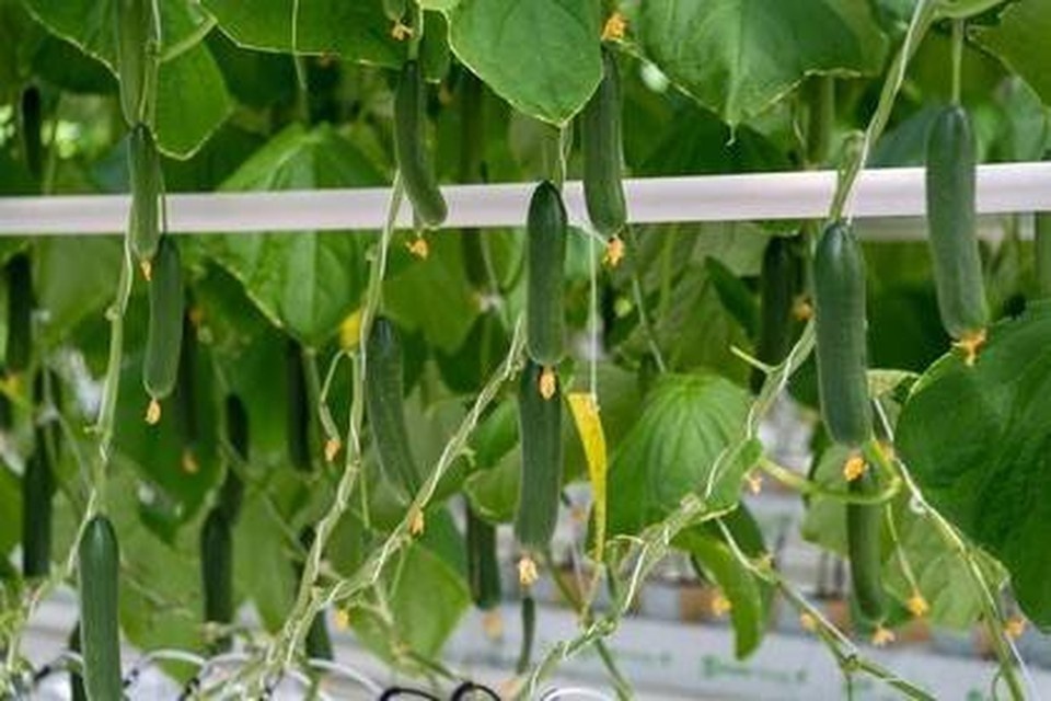    Кабачки дороже баклажанов, а огурцы — ананасов: Ростовчане в соцсетях обсуждают цены на продукты. Михаил ФРОЛОВ