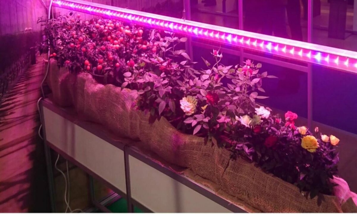 фитолампы для рассады