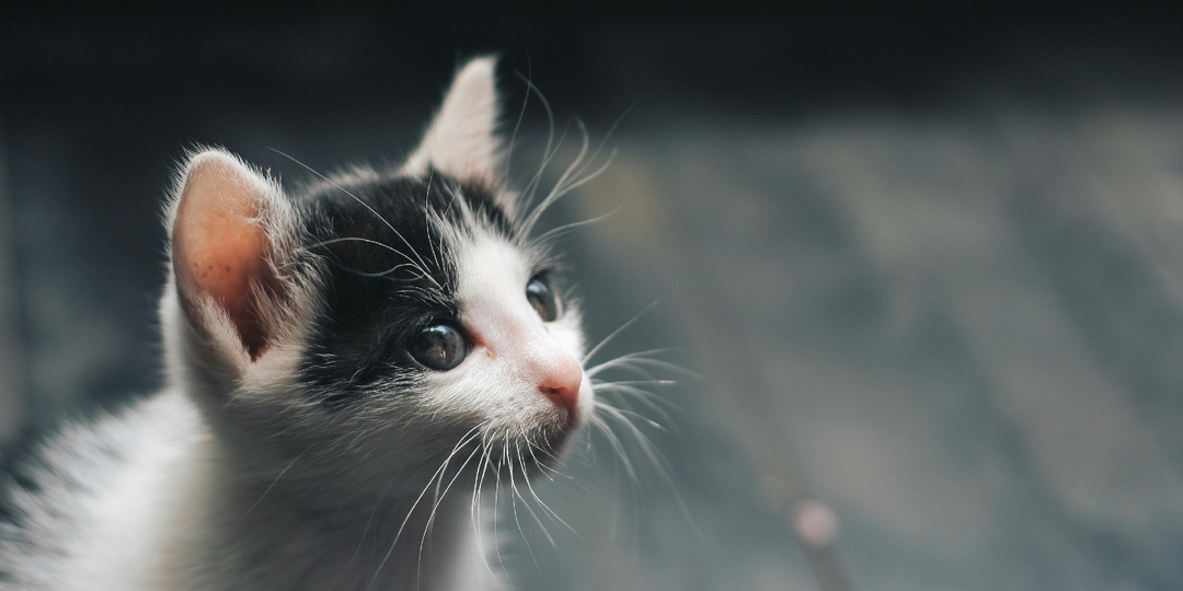 Он сам к тебе пришёл