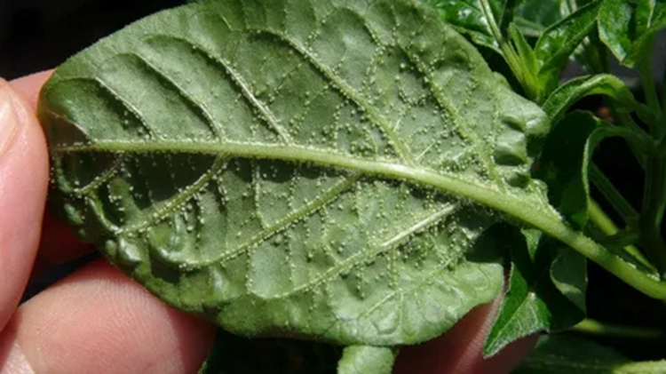 Оэдема на перце