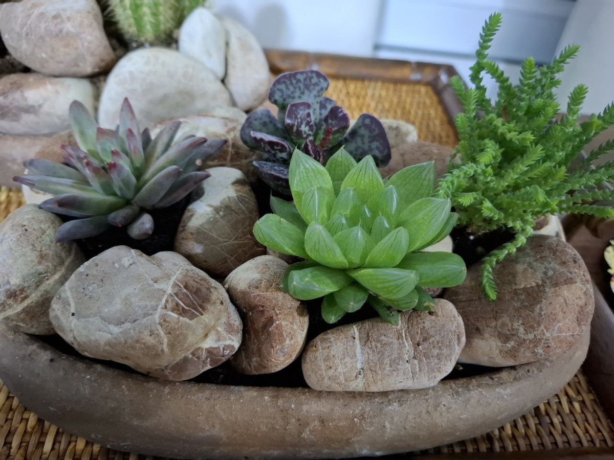 Мои прекрасные сукуленты