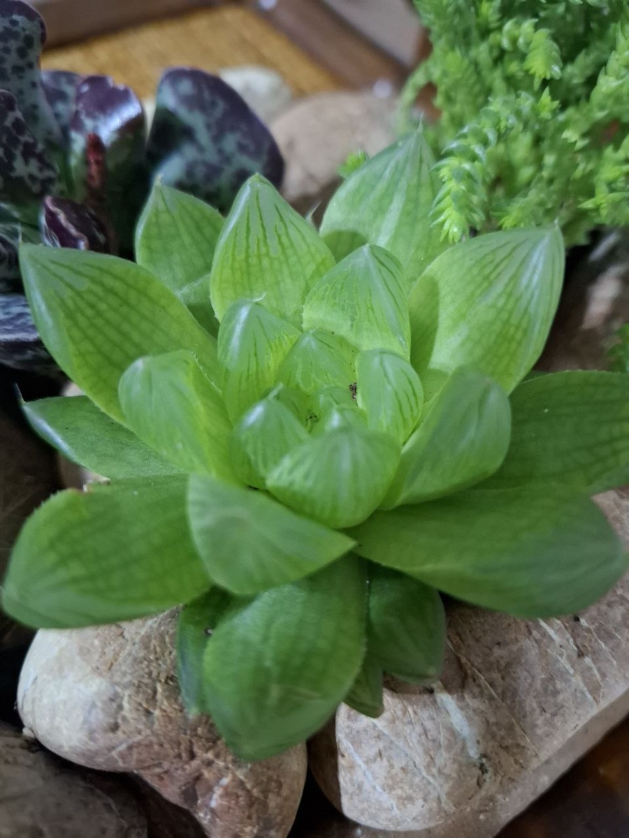 Моя каменная роза