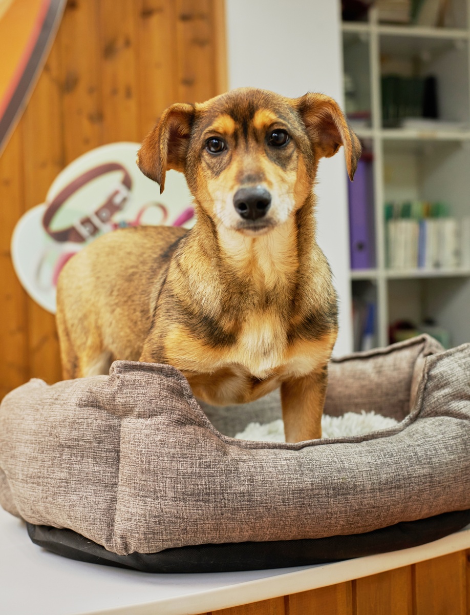 Но его возраст (около 6 месяцев) сейчас самый подходящий для воспитания, и, как говорится, требуется лишь желание и терпение!