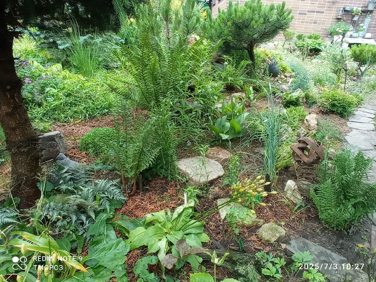 мое зеленое лето