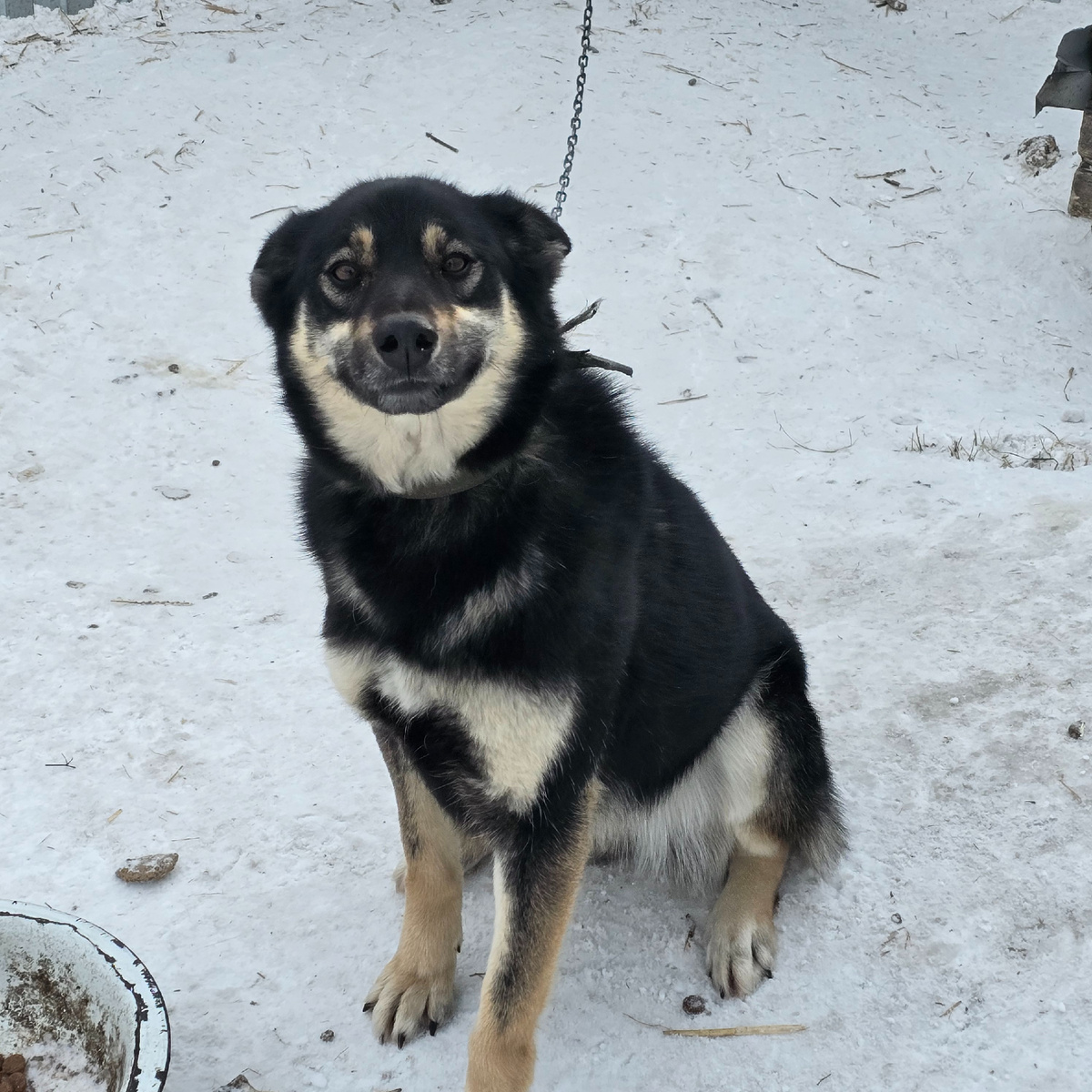 улыбается несмотря на цепь и холод