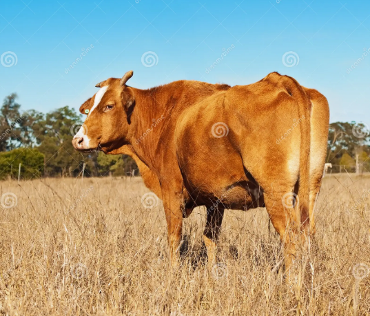 Чертовщина (рассказ)