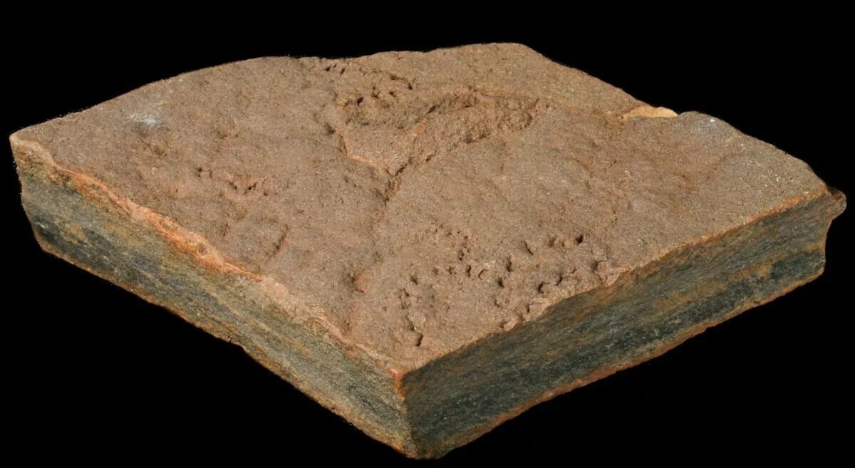 организм Horodyskia. Фото взято с открытого источника Яндекс. 