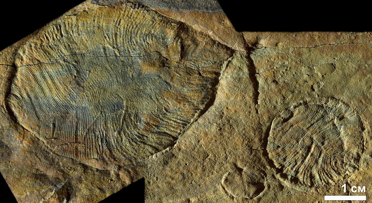 Фото взято с открытого источника Яндекс. 