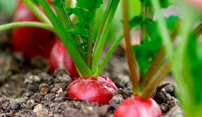 Как получить вкусный и крупный редис, и собрать лучшие семена: опыт для начинающих и не только