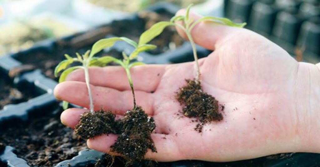 Черная ножка на рассаде