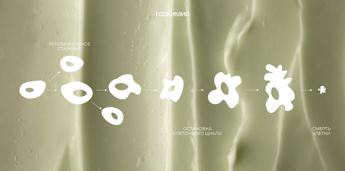 Жизненный цикл клетки