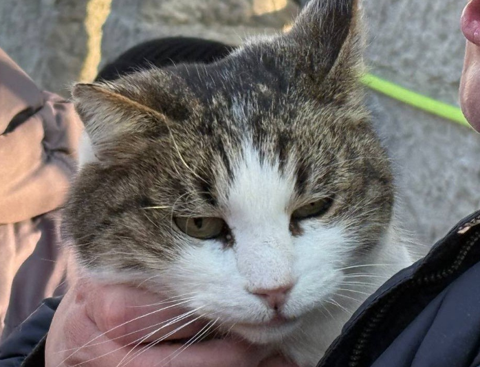 Закрыто дело на петербуржца, который сбросил кошку Мусю с обрыва «Ласточкиного гнезда»