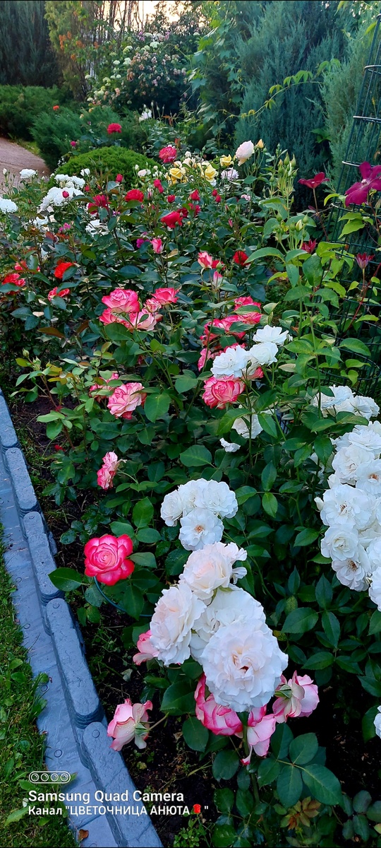 Елей и сосен нет. А вот скальные можжевельники на дальнем плане тут видны. 