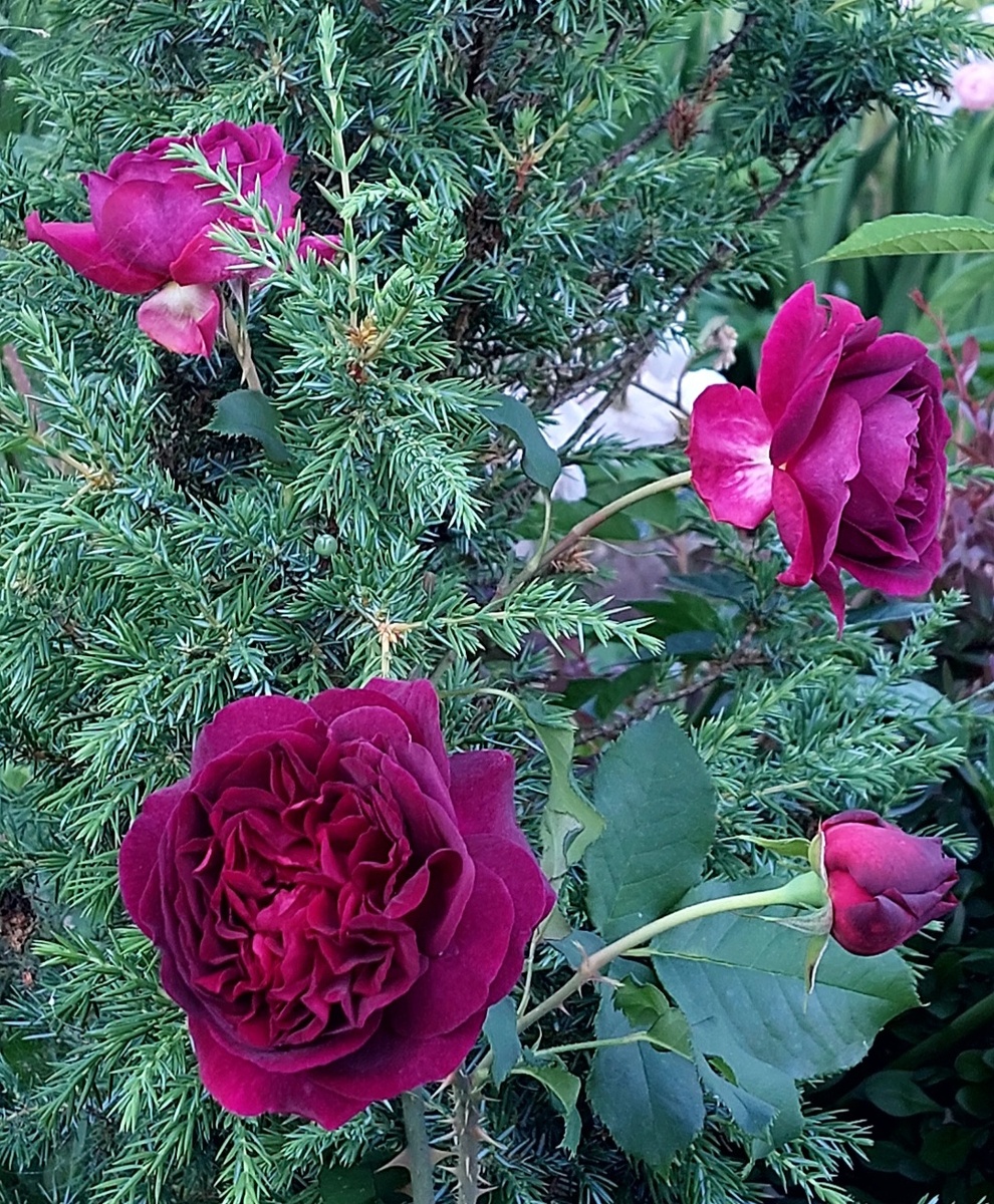 Манстед Вуд. "Остинка"