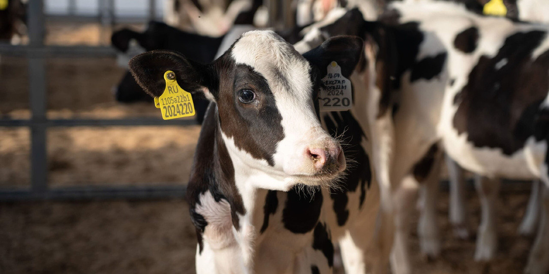 Когда телята погибают за сутки: что нужно знать об анаэробной энтеротоксемии