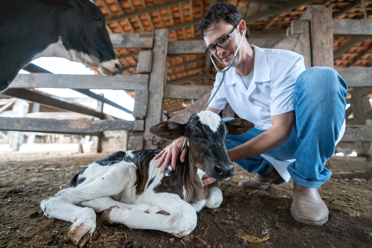 У телят превалируют типы B, C и E анаэробной энтеротоксемии. Фото: Andresr / GettyImages.