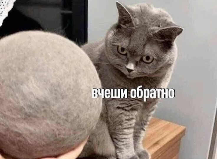 Мемы с животными новая подборка для отличного настроения