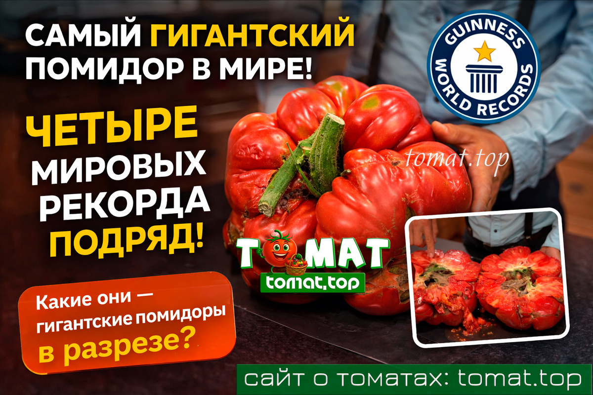 самый большой помидор в мире! 