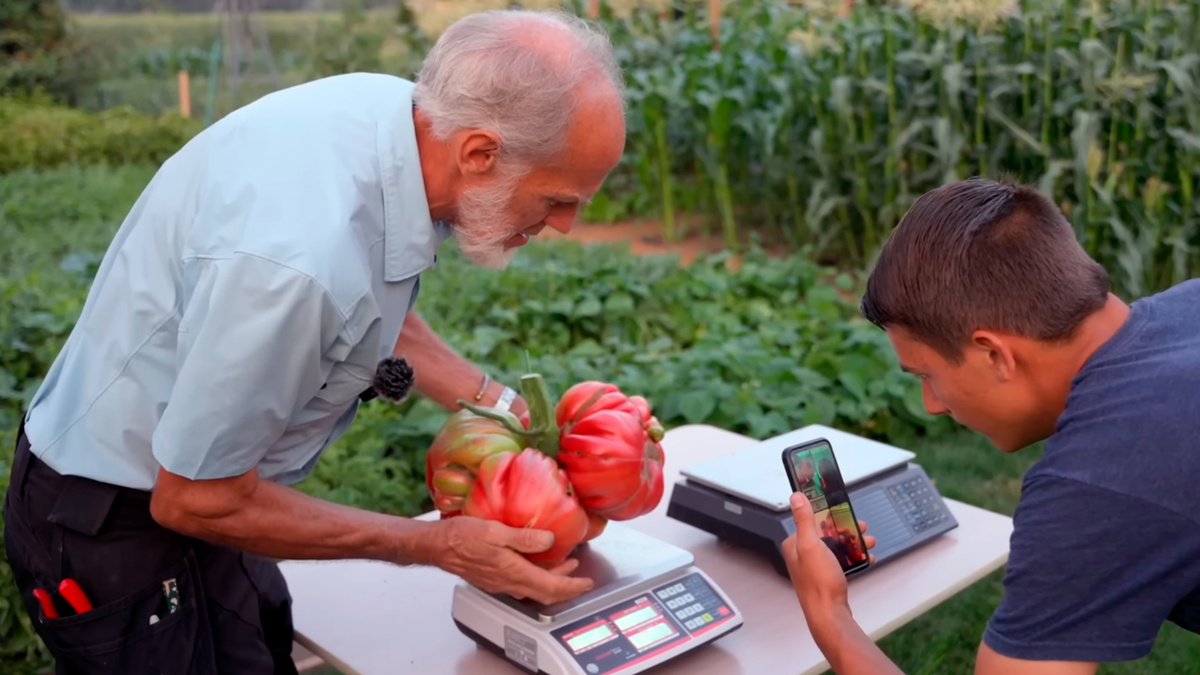 самый большой помидор в мире! 