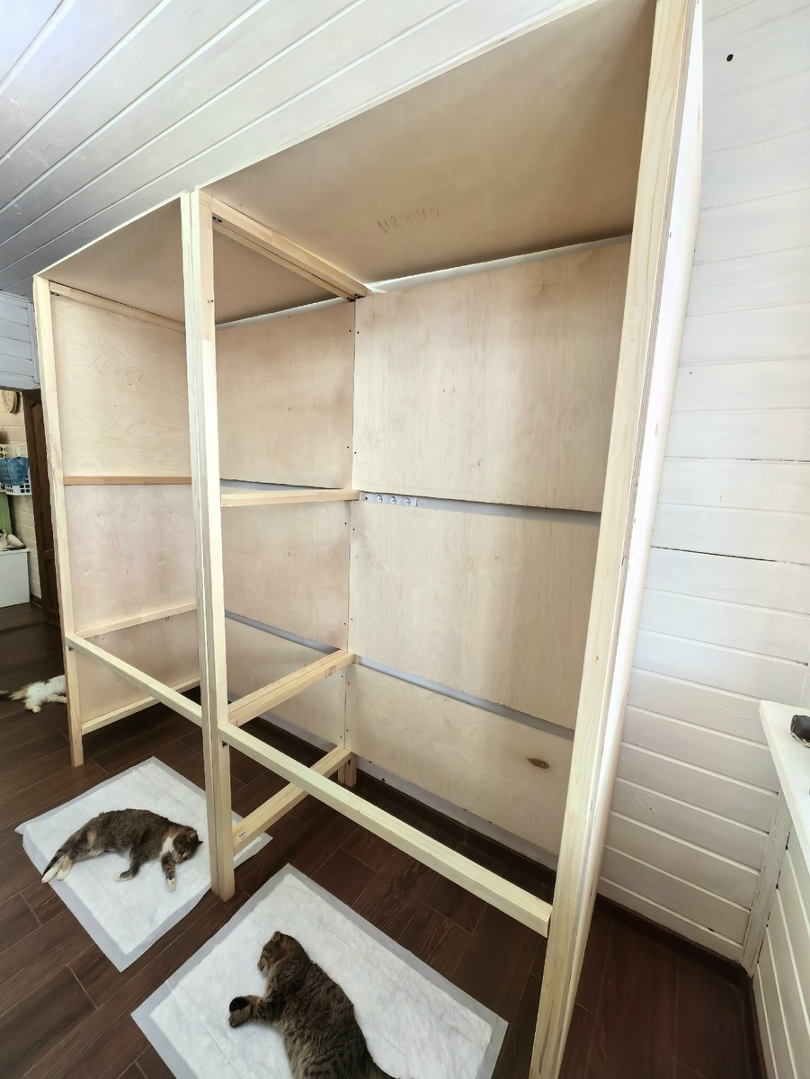 Перед стеллажом Изабелла и Барсик. Приходят в себя после стерилизации