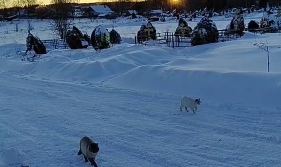 На кладбище в -30 замерзают коты...