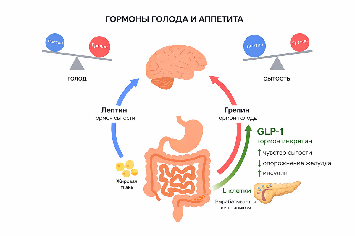 ГПП-1 (GLP-1) — это «глюкагоноподобный пептид-1», гормон-сигнал, который выделяется в кишечнике после еды и сообщает организму, что питательные вещества уже поступили. Основное действие ГПП-1 — усилить так называемый инкретиновый ответ: он помогает поджелудочной железе выделять инсулин именно тогда, когда повышается глюкоза крови, одновременно снижая выброс глюкагона, что вместе делает подъём сахара после пищи более мягким. Параллельно ГПП-1 замедляет опорожнение желудка и через центры аппетита в мозге усиливает ощущение сытости, поэтому человек дольше остаётся «наеденным» и реже тянется к перекусам. Источник ГПП-1 — L-клетки слизистой тонкой кишки, особенно в её дистальных отделах, а также в толстой кишке; дальше гормон действует в крови и через нервные пути «кишечник—мозг», влияя на поджелудочную железу, желудок и мозг. Фото: Хатуна Колбая 