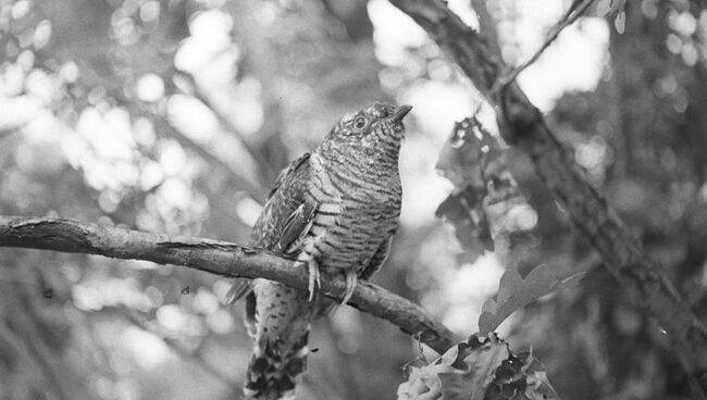 24 марта: Ефимов день, Заря‑кукушка, Антип‑зубник.