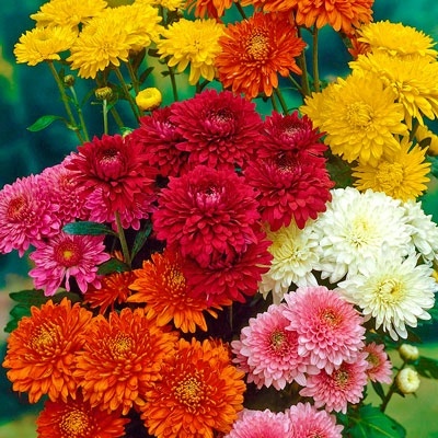 Хризантема корейская 
