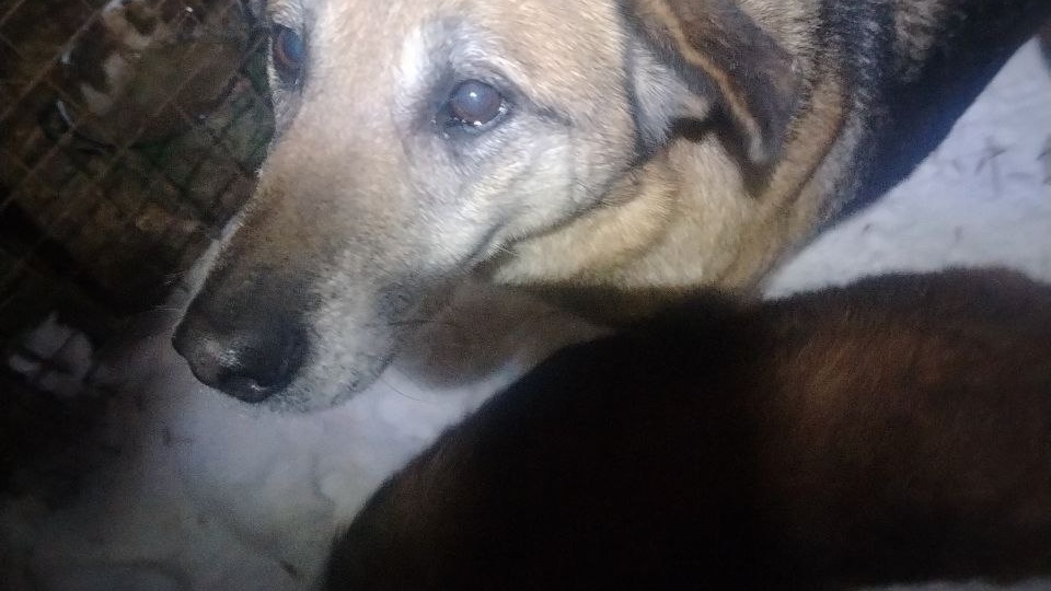 Ситуация 🆘 в приюте