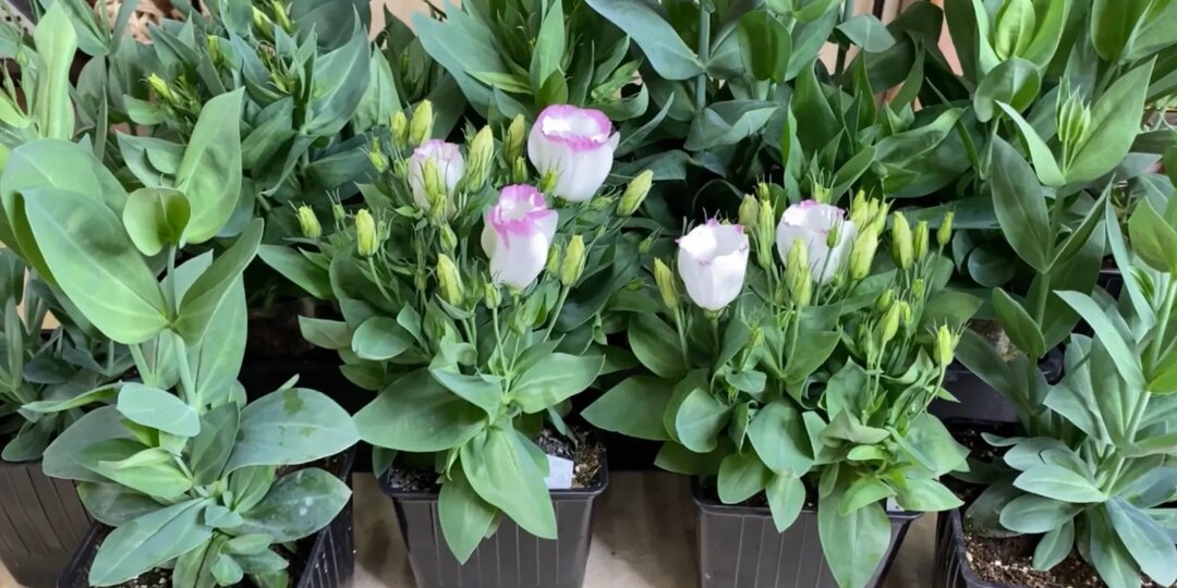 Эустома не растёт: диагностика проблем на ранних этапах выращивания