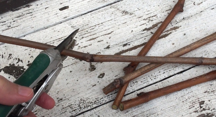 Укоренение черенков винограда – проверенный годами простой и надежный способ получить здоровую лозу. Фото автора